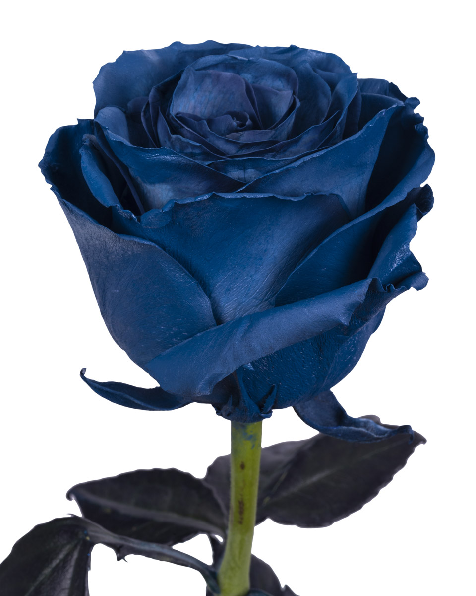 Navy Blue - base view